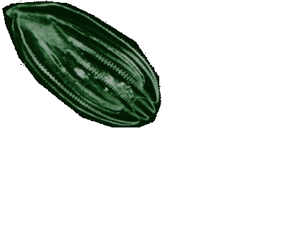 mnemio.gif